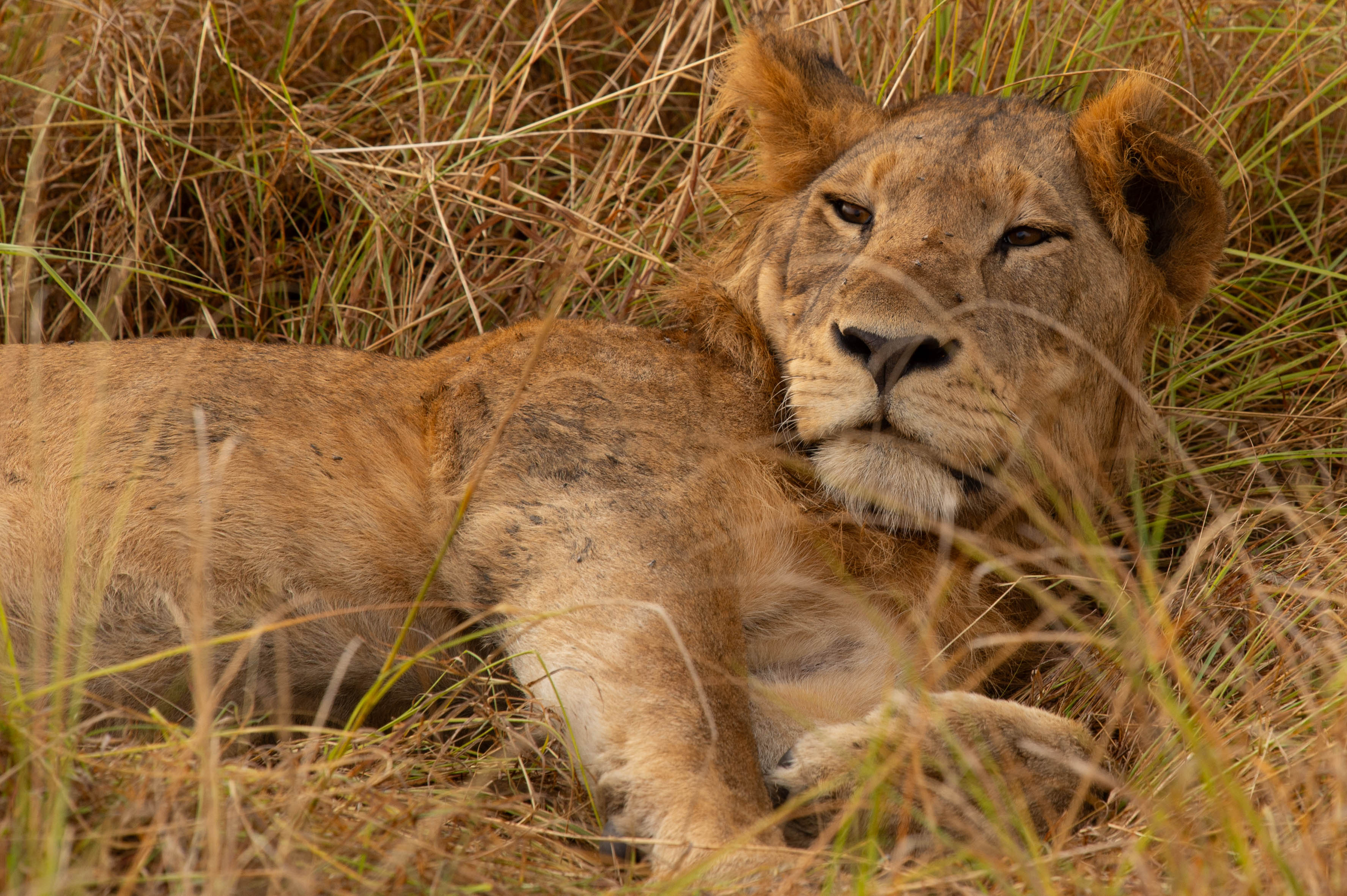 Lion